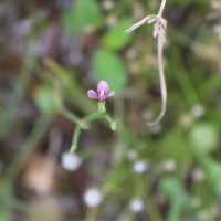 Canscora heteroclita (L.) Gilg